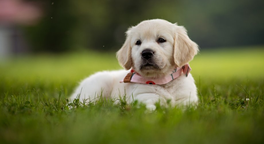 Dog Summer Camp