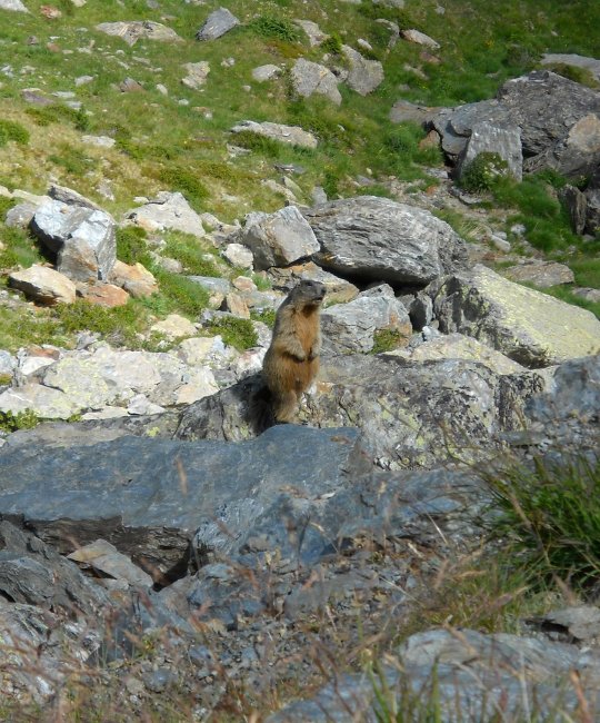 S. Caterina - Pian delle marmotte