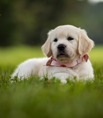 Dog Summer Camp